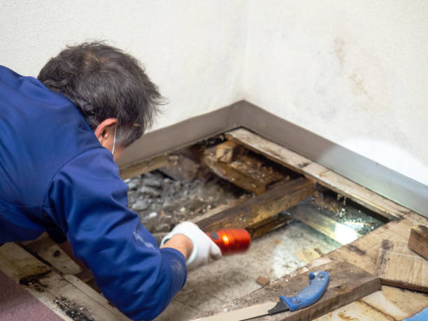 Best Basement Mold Remediation in Rock Falls, IL