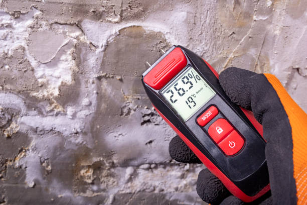 Best Residential Mold Remediation in Rock Falls, IL