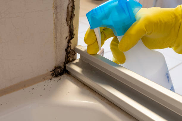 Best Emergency Mold Remediation in Rock Falls, IL