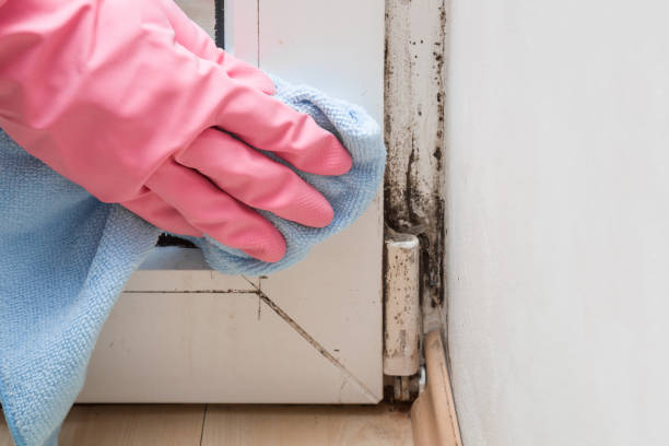Best Health and Safety Mold Remediation in Rock Falls, IL