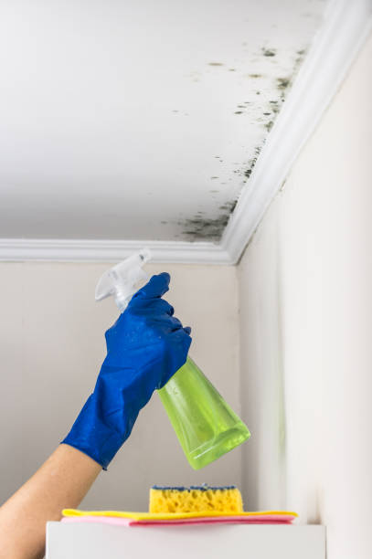 Best Industrial Mold Remediation in Rock Falls, IL