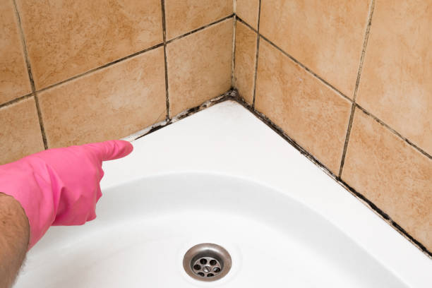 Best Attic Mold Remediation in Rock Falls, IL